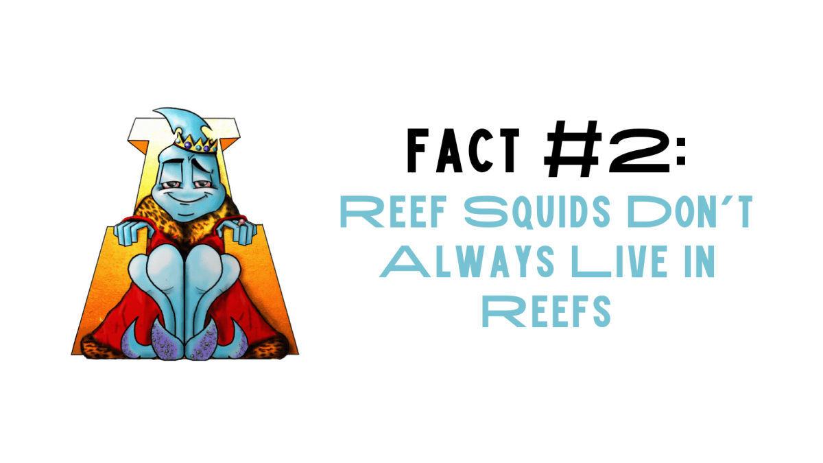 Fact #2: Reef Squids Don’t Always Live in&nbsp;Reefs